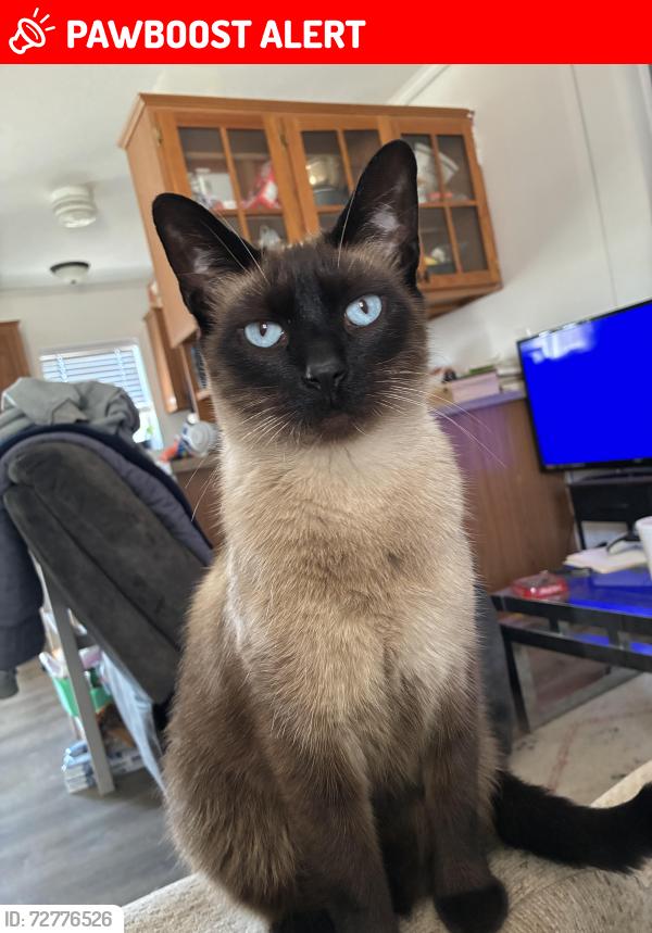 Lost Male Cat last seen Campbell road and Krafft Road, Fort Gratiot Township, MI 48059