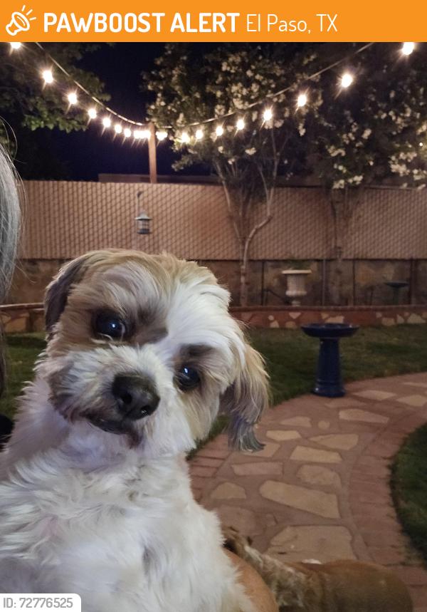 Found/Stray Male Dog last seen Vaquero Rock, El Paso, TX 79938