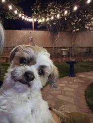 Found/Stray Male Dog last seen Vaquero Rock, El Paso, TX 79938