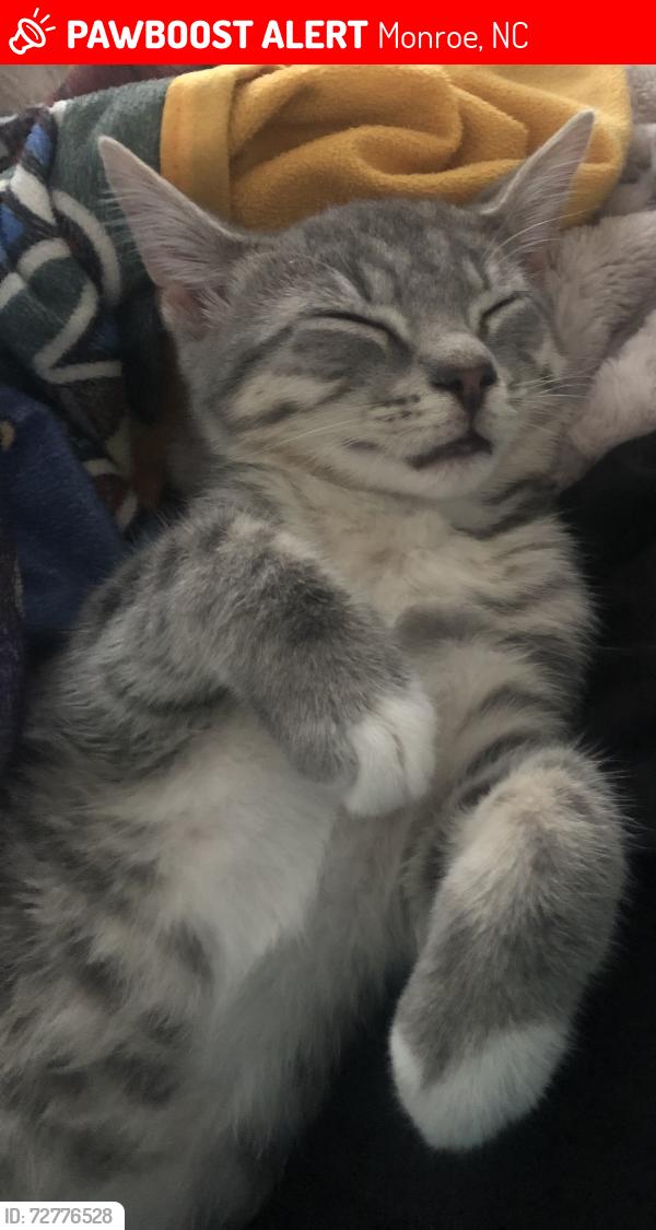Lost Male Cat last seen Waxhax hwy, Monroe, NC 28112