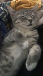 Lost Male Cat last seen Waxhax hwy, Monroe, NC 28112