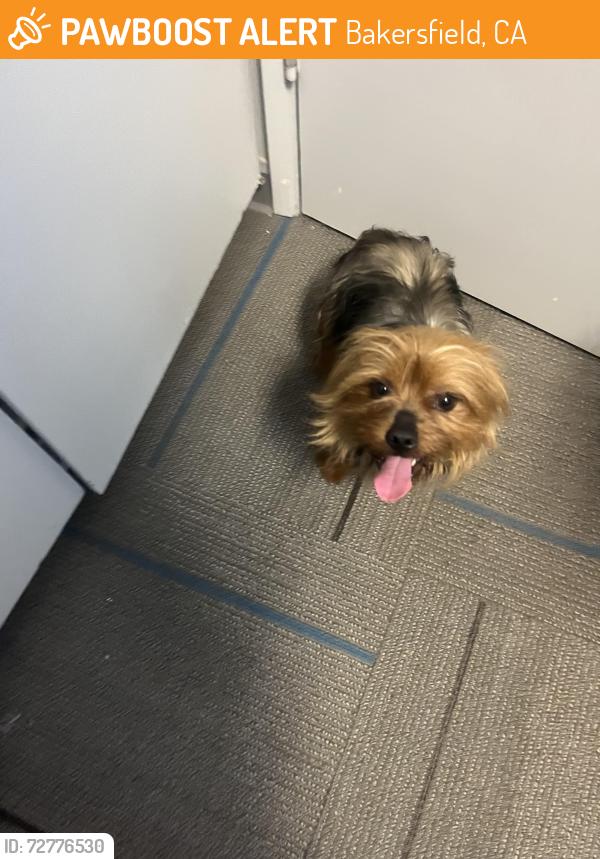 Found/Stray Male Dog last seen Munsey Elementary School, Bakersfield, CA 93309