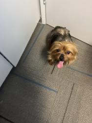 Found/Stray Male Dog last seen Munsey Elementary School, Bakersfield, CA 93309
