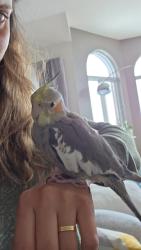 Lost Male Bird last seen Fabreville, Laval, QC 