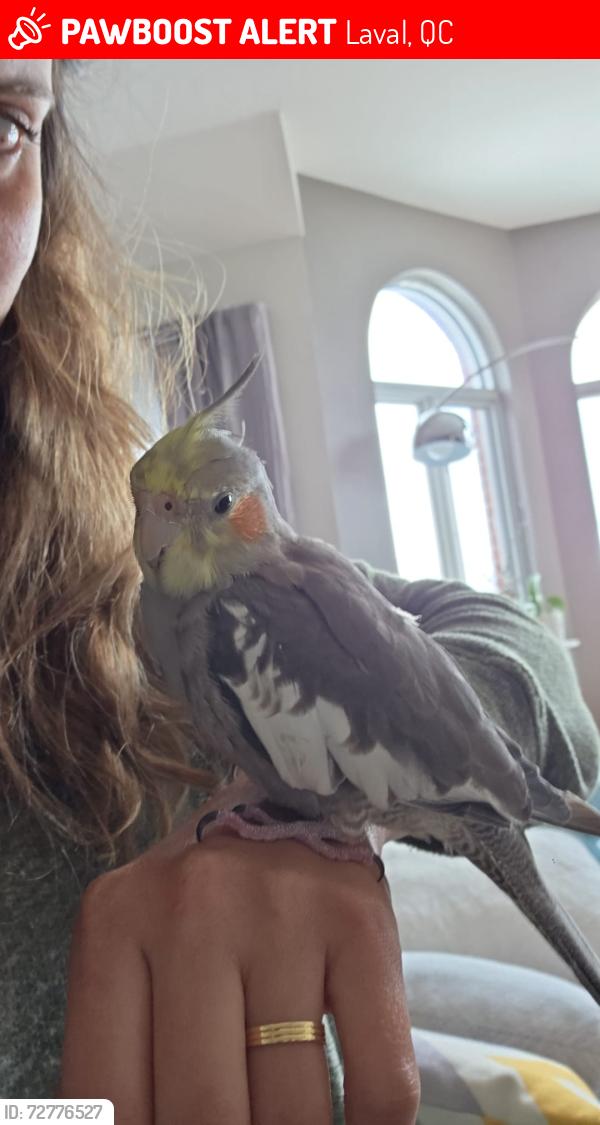 Lost Male Bird last seen Fabreville, Laval, QC 