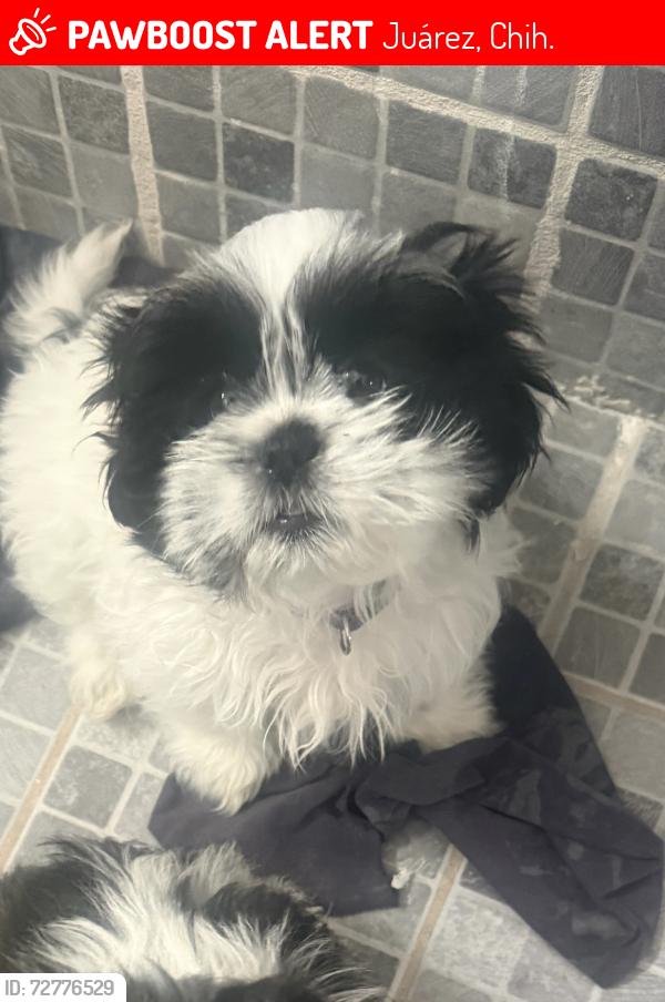 Lost Female Dog last seen Rivera ojinaga 587, Juárez, Chih. 32594