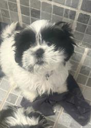 Lost Female Dog last seen Rivera ojinaga 587, Juárez, Chih. 32594
