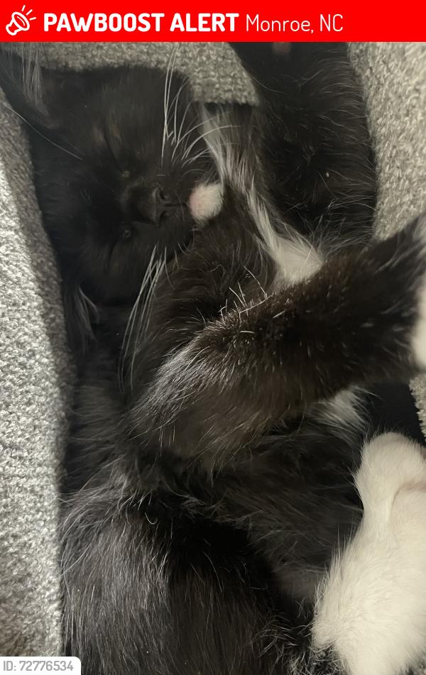 Lost Male Cat last seen Waxhaw hwy, Monroe, NC 28112