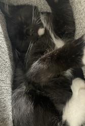 Lost Male Cat last seen Waxhaw hwy , Monroe, NC 28112