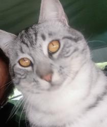 Lost Male Cat last seen Mayberry and Columbia st, Hemet, CA 92544