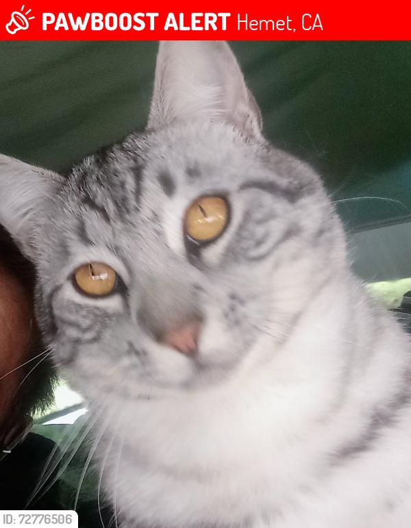 Lost Male Cat last seen Mayberry and Columbia st, Hemet, CA 92544