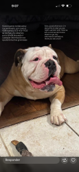 Lost Male Dog last seen Louisville Ky 40258 , Louisville, KY 40258