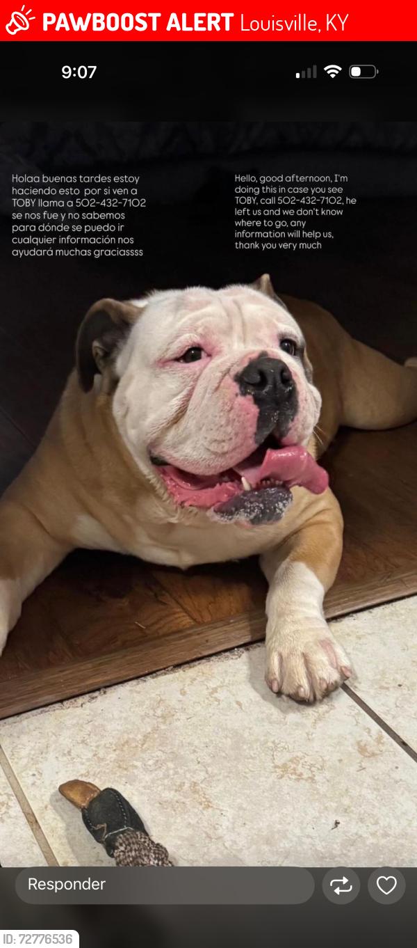 Lost Male Dog last seen Louisville Ky 40258 , Louisville, KY 40258