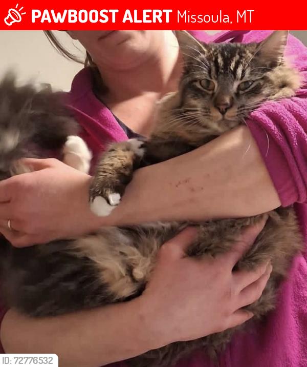 Lost Male Cat last seen Big pines trailer court, Bonner post office, Missoula, MT 59802