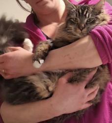 Lost Male Cat last seen Big pines trailer court, Bonner post office, Missoula, MT 59802