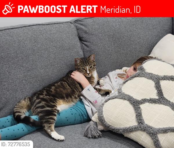 Lost Male Cat last seen Columbia Rd and meridian rd , Meridian, ID 83642