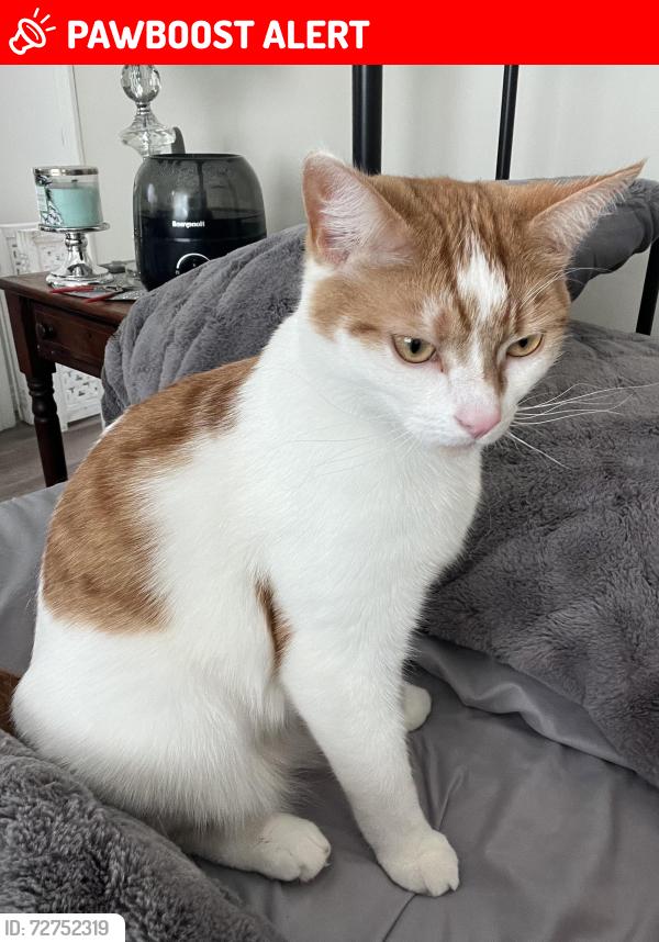 Lost Male Cat last seen 5th line Fraserville Ontario, Otonabee-South Monaghan, ON K9J 6Y3