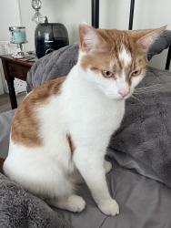 Lost Male Cat last seen 5th line Fraserville Ontario, Otonabee-South Monaghan, ON K9J 6Y3