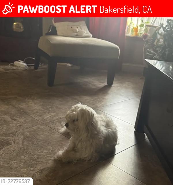 Lost Female Dog last seen Fairview and Osborne st, Bakersfield, CA 93304