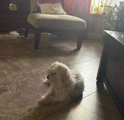 Lost Female Dog last seen Fairview and Osborne st, Bakersfield, CA 93304