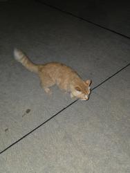 Found/Stray Unknown Cat last seen Found walking on the road. Came up to me meowing., Iowa Colony, TX 77583