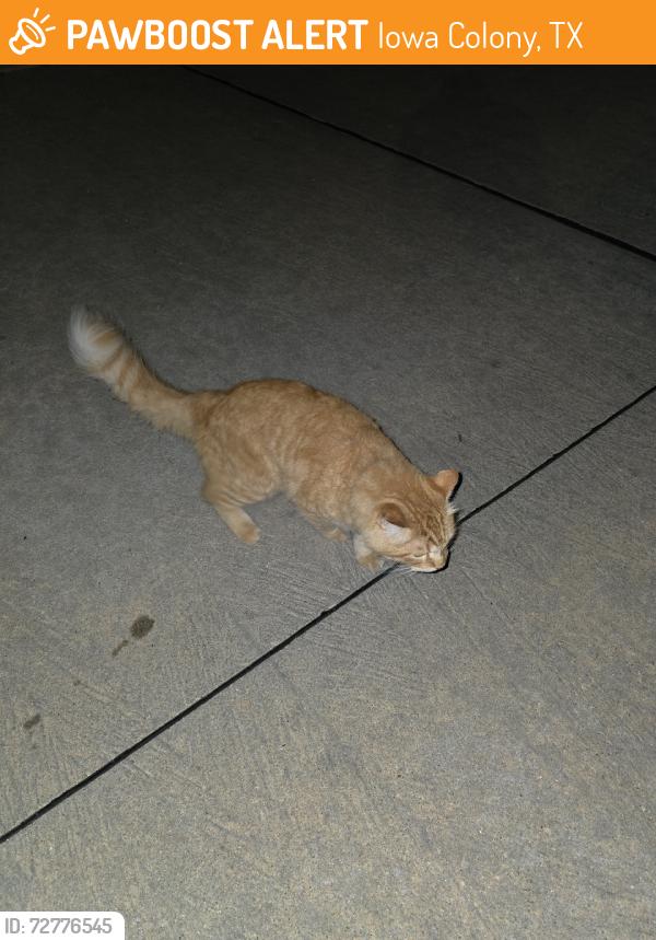 Found/Stray Unknown Cat last seen Found walking on the road. Came up to me meowing., Iowa Colony, TX 77583