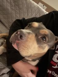 Found/Stray Female Dog last seen Harvester and McClay, St. Peters, MO 63303