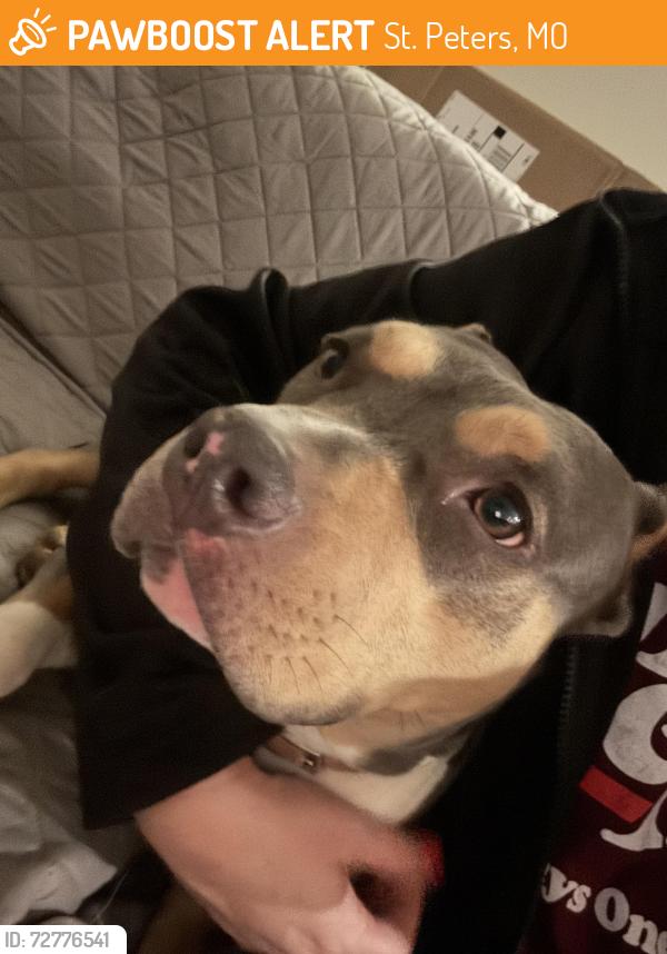 Found/Stray Female Dog last seen Harvester and McClay, St. Peters, MO 63303