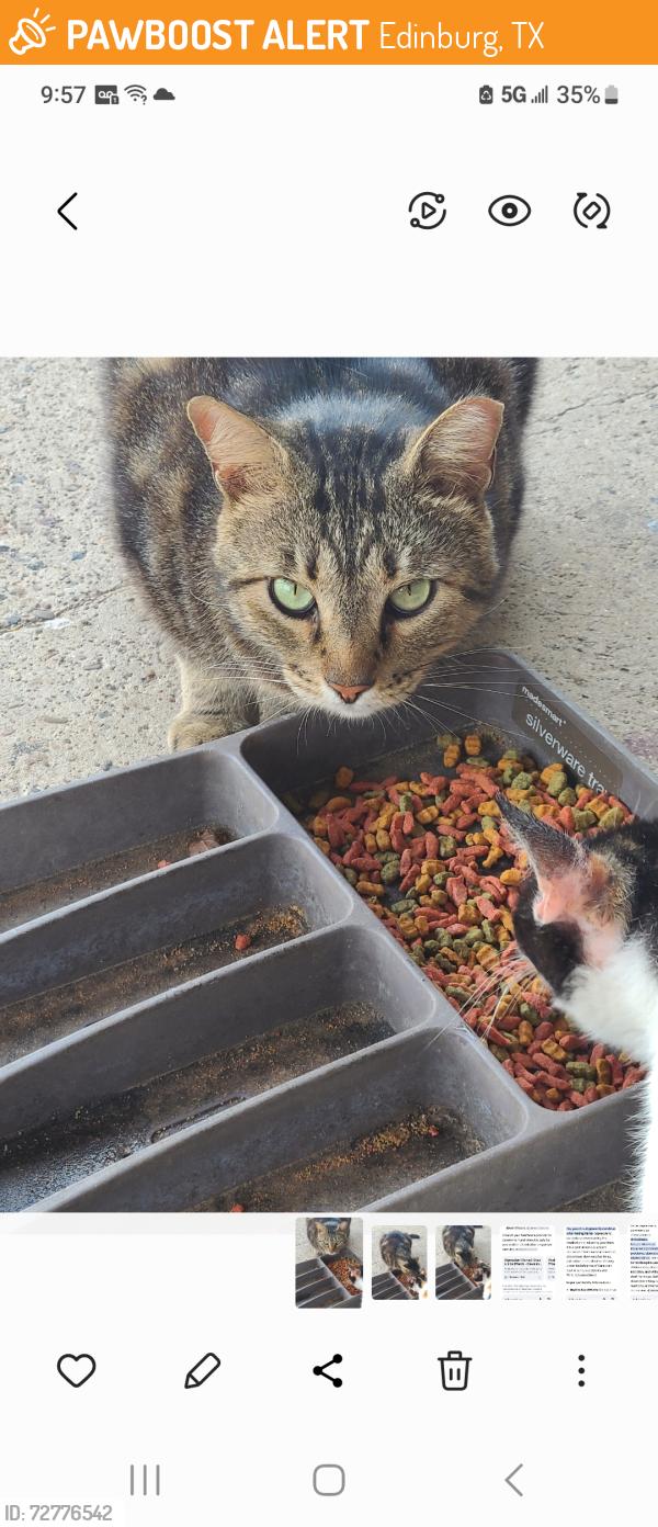 Found/Stray Unknown Cat last seen 19th and schunior, Edinburg, TX 78541