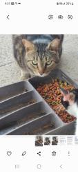 Found/Stray Unknown Cat last seen 19th and schunior, Edinburg, TX 78541