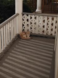 Found/Stray Unknown Cat last seen Irving park and central park, Chicago, IL 60618