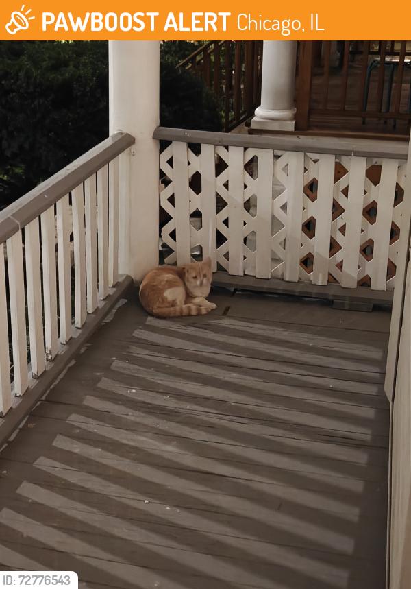 Found/Stray Unknown Cat last seen Irving park and central park, Chicago, IL 60618