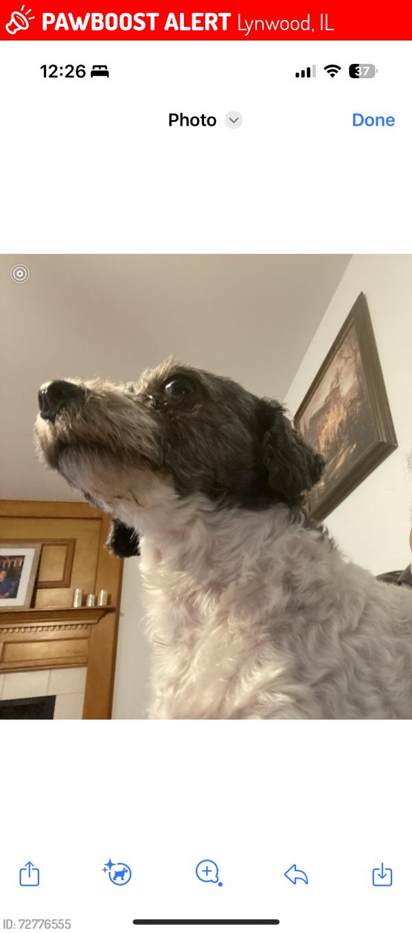 Lost Female Dog last seen lynwood, Lynwood, IL 60411