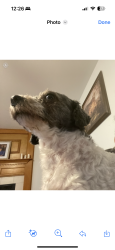 Lost Female Dog last seen lynwood, Lynwood, IL 60411