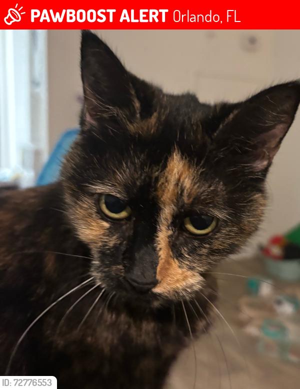 Lost Female Cat last seen John Young Pkwy and Millenia Blvd, Orlando, FL 32839