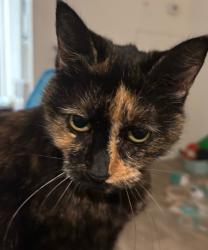 Lost Female Cat last seen John Young Pkwy and Millenia Blvd, Orlando, FL 32839