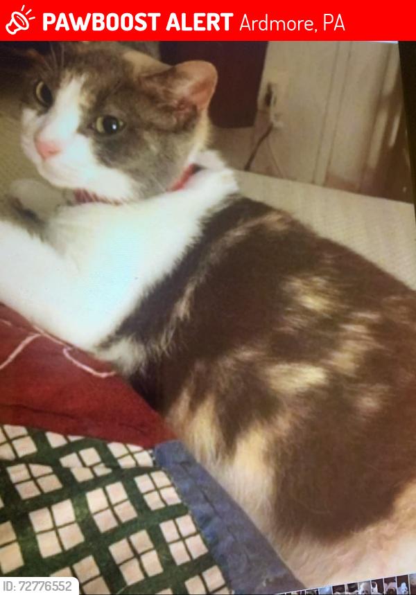 Lost Female Cat last seen Marlboro and Wellington, Ardmore, PA 19003