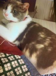 Lost Female Cat last seen Marlboro and Wellington, Ardmore, PA 19003