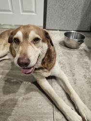 Found/Stray Female Dog last seen County road 3813, Wills Point, TX 75169