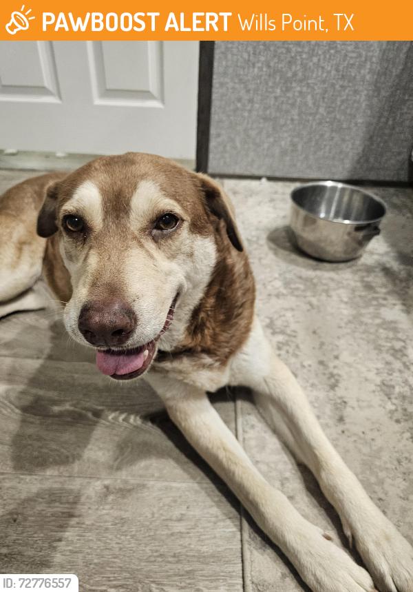 Found/Stray Female Dog last seen County road 3813, Wills Point, TX 75169