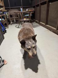Found/Stray Unknown Dog last seen Estrada Farms, Pumpkintown, SC 29671