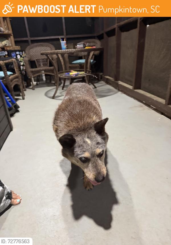Found/Stray Unknown Dog last seen Estrada Farms, Pumpkintown, SC 29671