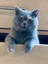 Lost Female Cat last seen Centinela and Santa Monica Blvd , Los Angeles, CA 90025