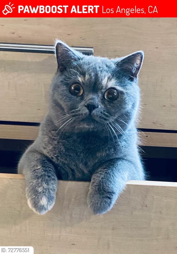 Lost Female Cat last seen Centinela and Santa Monica Blvd , Los Angeles, CA 90025