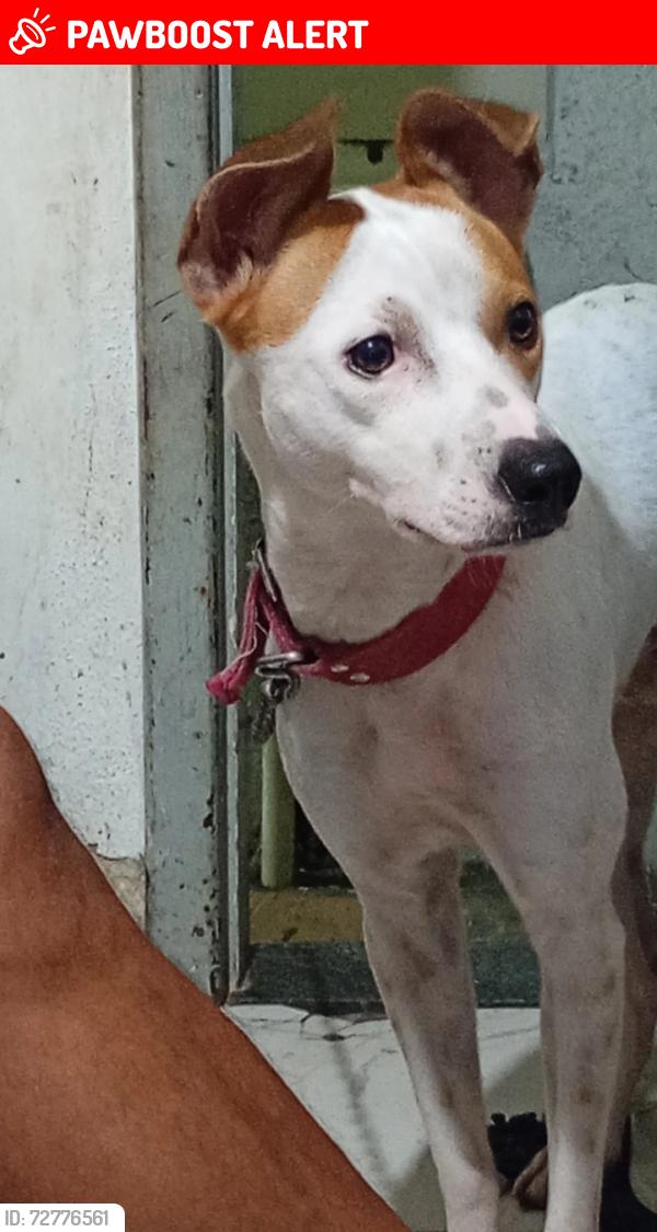 Lost Male Dog last seen Rua Porto se 270 jardim Guanabara , Jardim Guanabara, RJ 21931-060