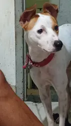 Lost Male Dog last seen Rua Porto se 270 jardim Guanabara , Jardim Guanabara, RJ 21931-060