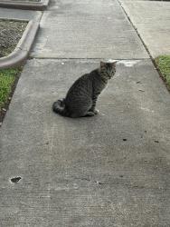 Found/Stray Unknown Cat last seen Meadowlark & Horseshoe Dr, Sugar Land, TX 77478