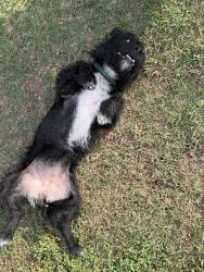 Found/Stray Female Dog last seen Forsthoff Rd, Brazos County, TX 77808
