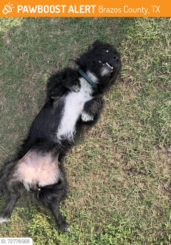 Found/Stray Female Dog last seen Forsthoff Rd, Brazos County, TX 77808