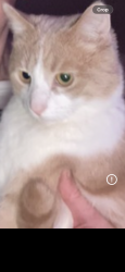 Lost Male Cat last seen Near Walnut st Dunbar, Dunbar, PA 15431